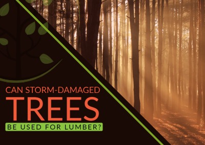 Can Storm Damaged Trees be Used for Lumber?