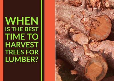 When is the Best Time to Harvest Trees for Lumber?
